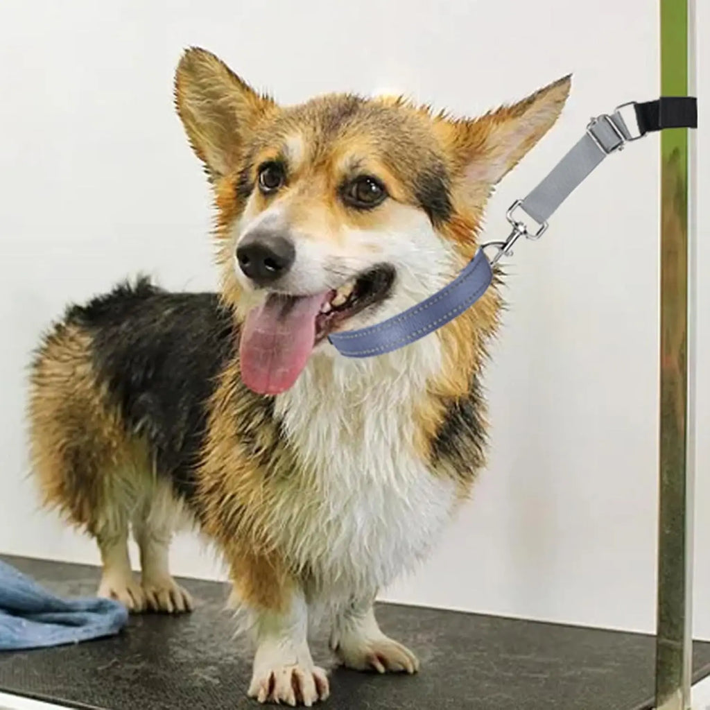 Correas de Sujeción para Bañar a tu Mascota Sin Ayuda