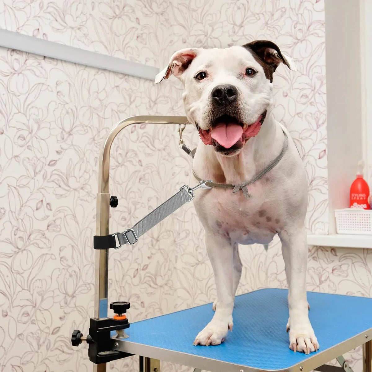 Correas de Sujeción para Bañar a tu Mascota Sin Ayuda